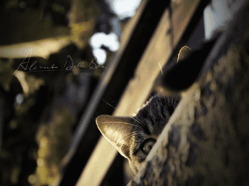 雷丸试管菌种出售,试管前吃了药